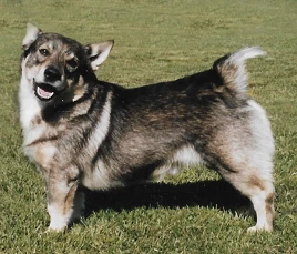 Schwedischer Vallhund