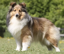 Shetland Sheepdog