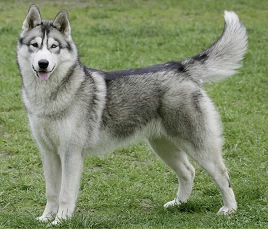 Siberian Husky