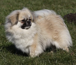 Tibet-Spaniel