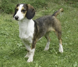 Westfälische Dachsbracke