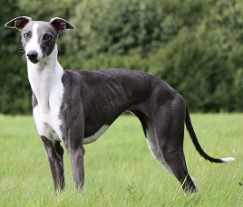 Whippet