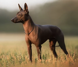 Xoloitzcuintle