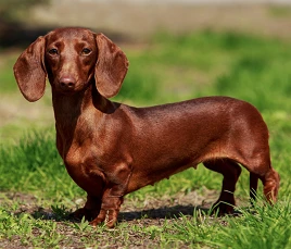 Zwerg-Dachshund