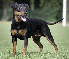 Zwergpinscher