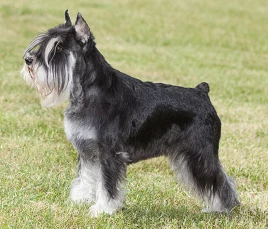 Zwergschnauzer