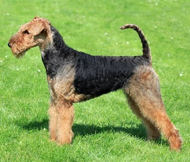 Airedale Terrier