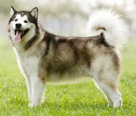 Alaskan Malamute