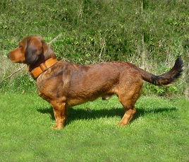 Alpine Dachsbracke