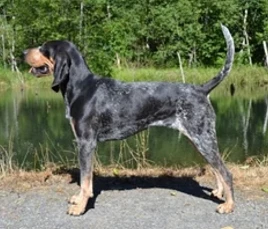 American Blue Gascon Hound