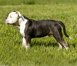 American Bulldog