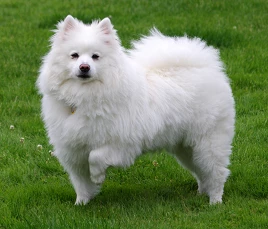 American Eskimo Dog