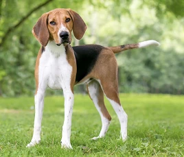 American Foxhound