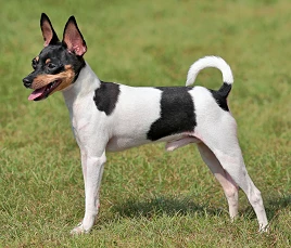 American Toy Terrier