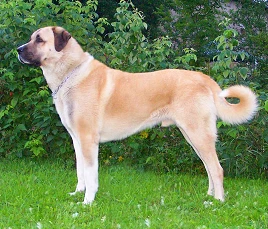 Anatolian Shepherd Dog