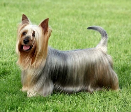 Australian Silky Terrier