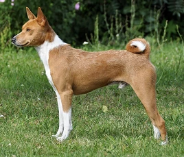 Basenji