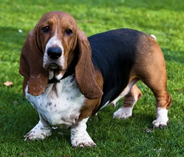 Basset Hound