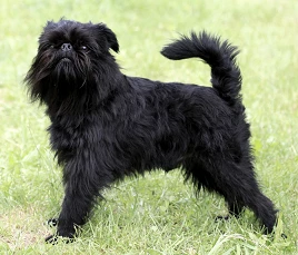 Belgian Griffon