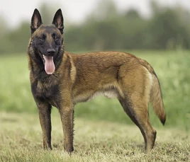 Belgian Shepherd Dog