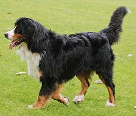 Bernese Mountain Dog