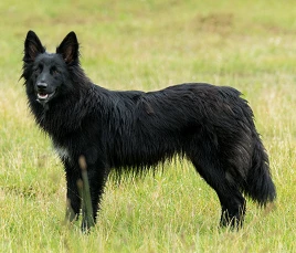 Black Dog