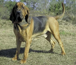 Bloodhound