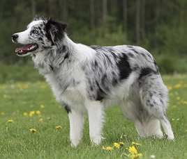 Border Collie