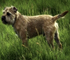 Border Terrier