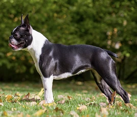 Boston Terrier