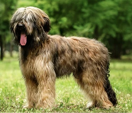 Briard