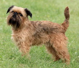 Brussels Griffon