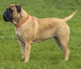 Bullmastiff