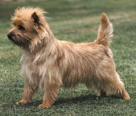 Cairn Terrier