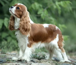 Cavalier King Charles Spaniel