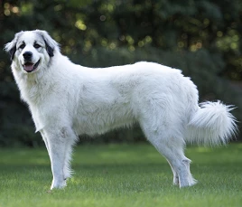 Chien de Montagne des Pyrénées