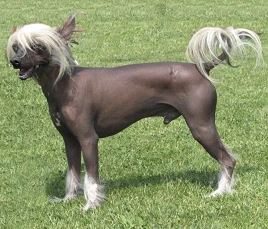 Chinese Crested Dog