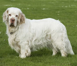 Clumber Spaniel