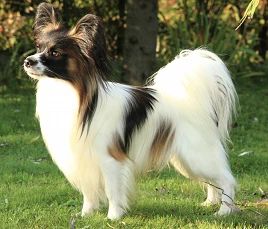 Continental Toy Spaniel