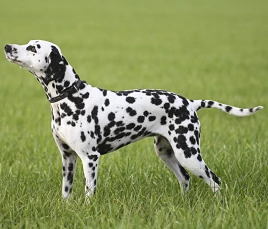 Dalmatian