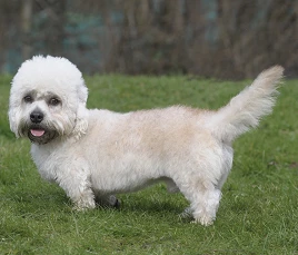 Dandie Dinmont Terrier