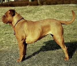 Dogue de Bordeaux (French Mastiff)