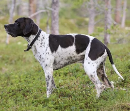 English Pointer