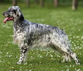 English Setter