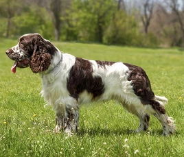 English Springer Spaniel