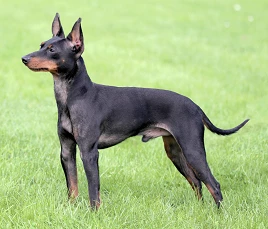 English Toy Terrier