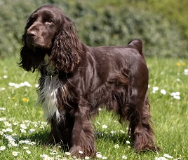 Field Spaniel