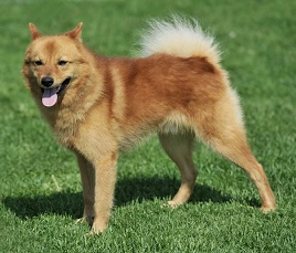 Finnish Spitz