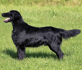 Flat Coated Retriever