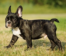 French Bulldog